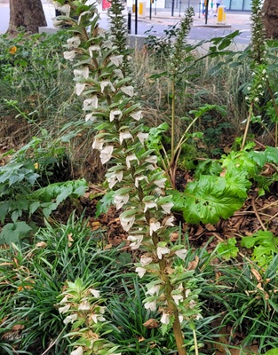 Image of Bear's Breech