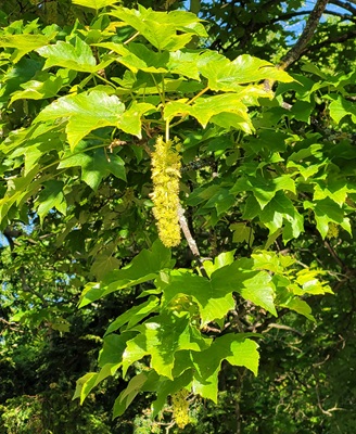 Image of Sycamore Maple