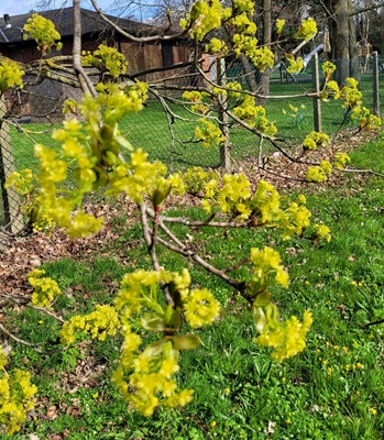 Image of Norway Maple