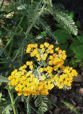 Image of Fernleaf Yarrow