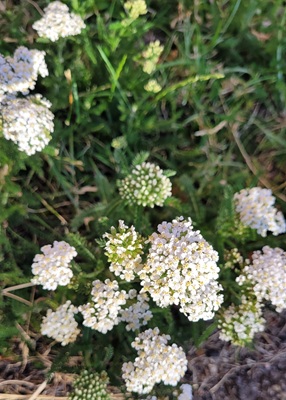 Image of Yarrow