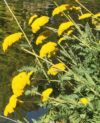 Image of Golden Yarrow