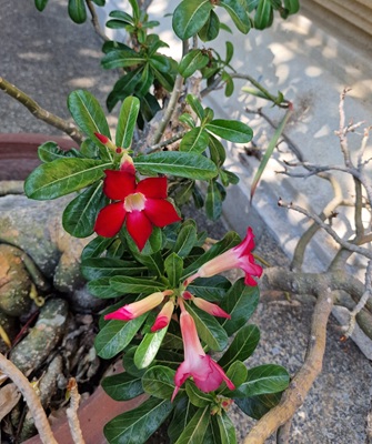 Desert Rose