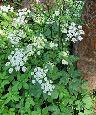Image of Ground-elder