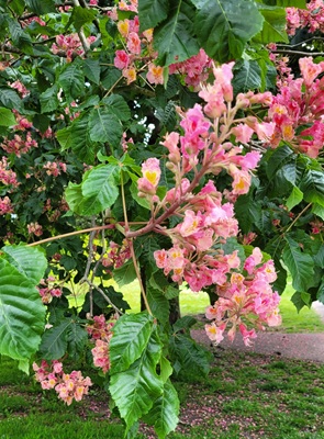 Image of Red Buckeye
