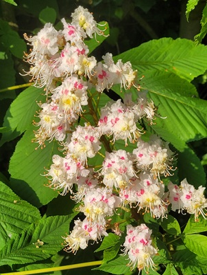 Image of Horse Chestnut