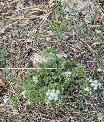Image of Fool's Parsley