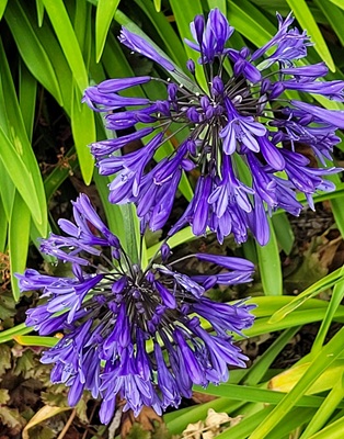 Image of African Lily