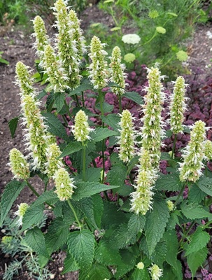 Image of Lavender Hyssop