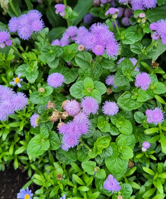 Image of Flossflower