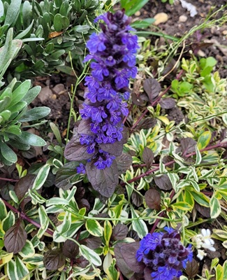 Bugle