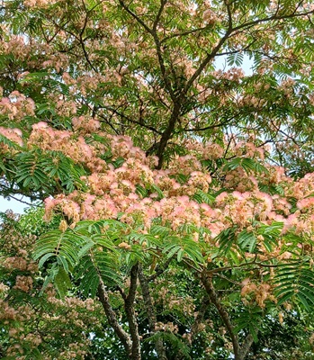Silk Tree