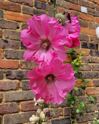 Image of Hollyhock
