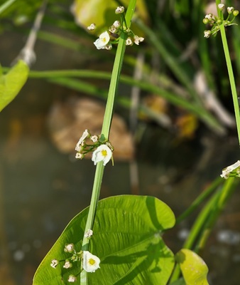 Common Water-plantain
