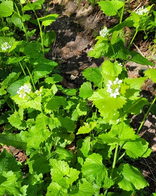 Garlic Mustard