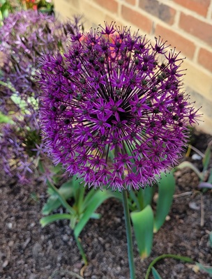Image of Giant Onion