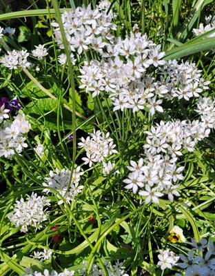Image of White Garlic