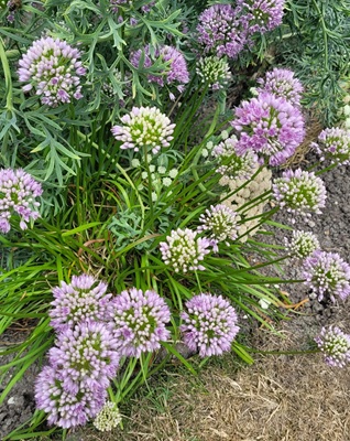 Image of Mountain Garlic