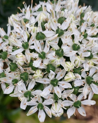 Image of Black Garlic