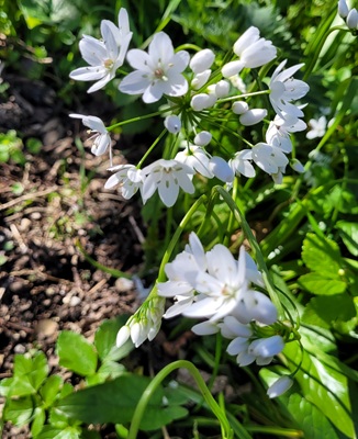 Naples Garlic