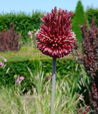 Round-headed Leek