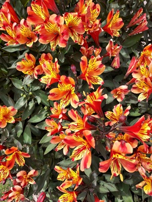 Image of Peruvian Lily
