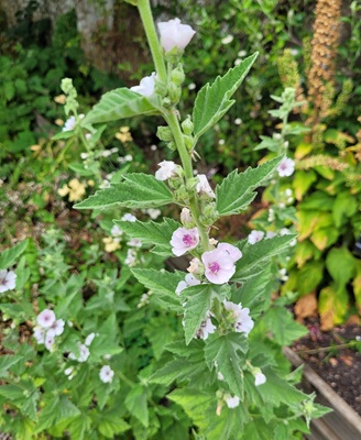 Image of Marsh-Mallow