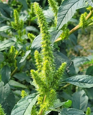 Image of Redroot Amaranth