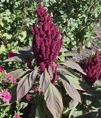 Red Amaranth