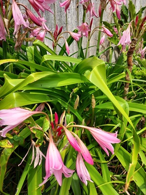 Image of Belladonna Lily