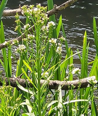 Horseradish