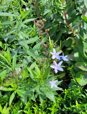 Image of Eastern Bluestar