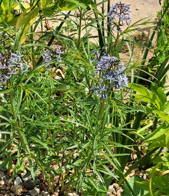 Image of Arkansas Bluestar
