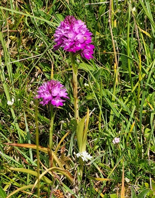 Image of Pyramid Orchid