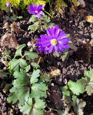 Image of Grecian Windflower