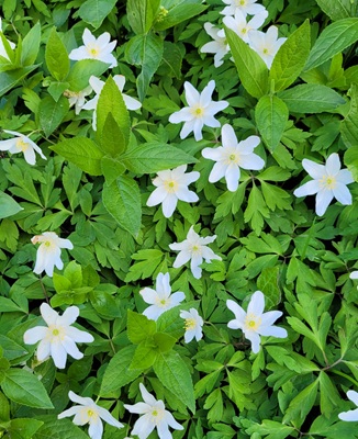 Wood Anemone
