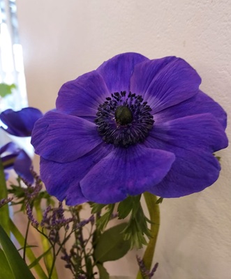 Poppy Anemone