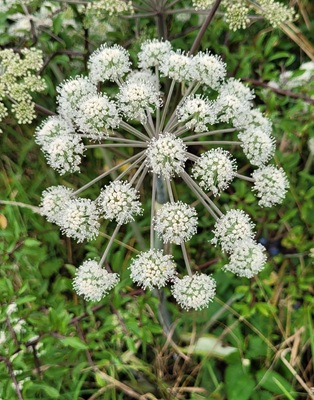 Image of Angelica - Wild