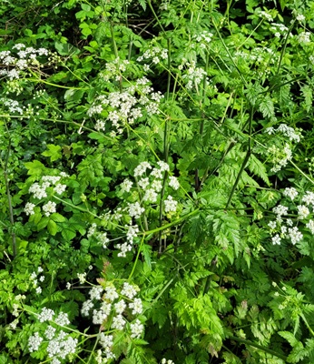 Image of Cow Parsley