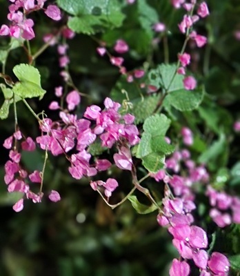 Coral Vine