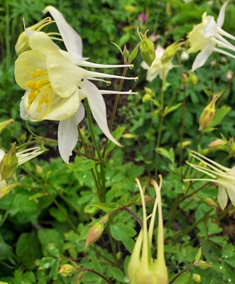 Image of Columbine