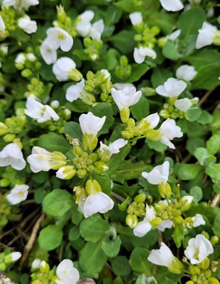 Image of Alpine Rockcress