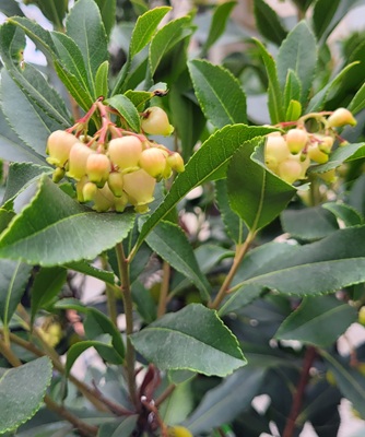 Image of Strawberry Tree