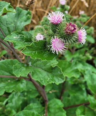 Image of Burdock