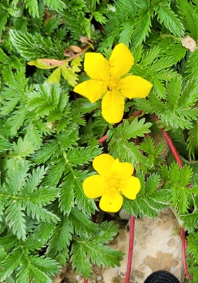 Image of Silverweed