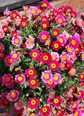 Image of Marguerite Daisy