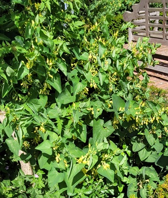 Birthwort