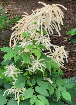 Image of Goat's Beard