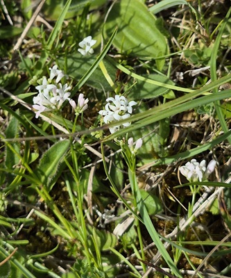 Squinancywort