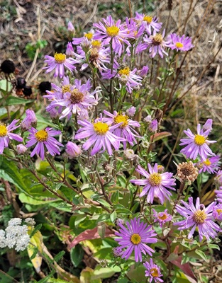 Image of Michaelmas Daisy